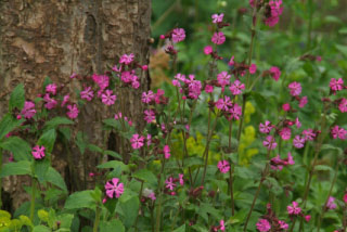 Silene dioicaDagkoekoeksbloem bestellen